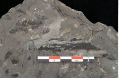 Foto (Detailansicht) von Acrostichites goeppertianus Sch. (NHMW-GEO-2024-0188-10525)